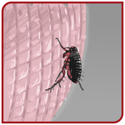 Une puce rampe sur une surface rose.