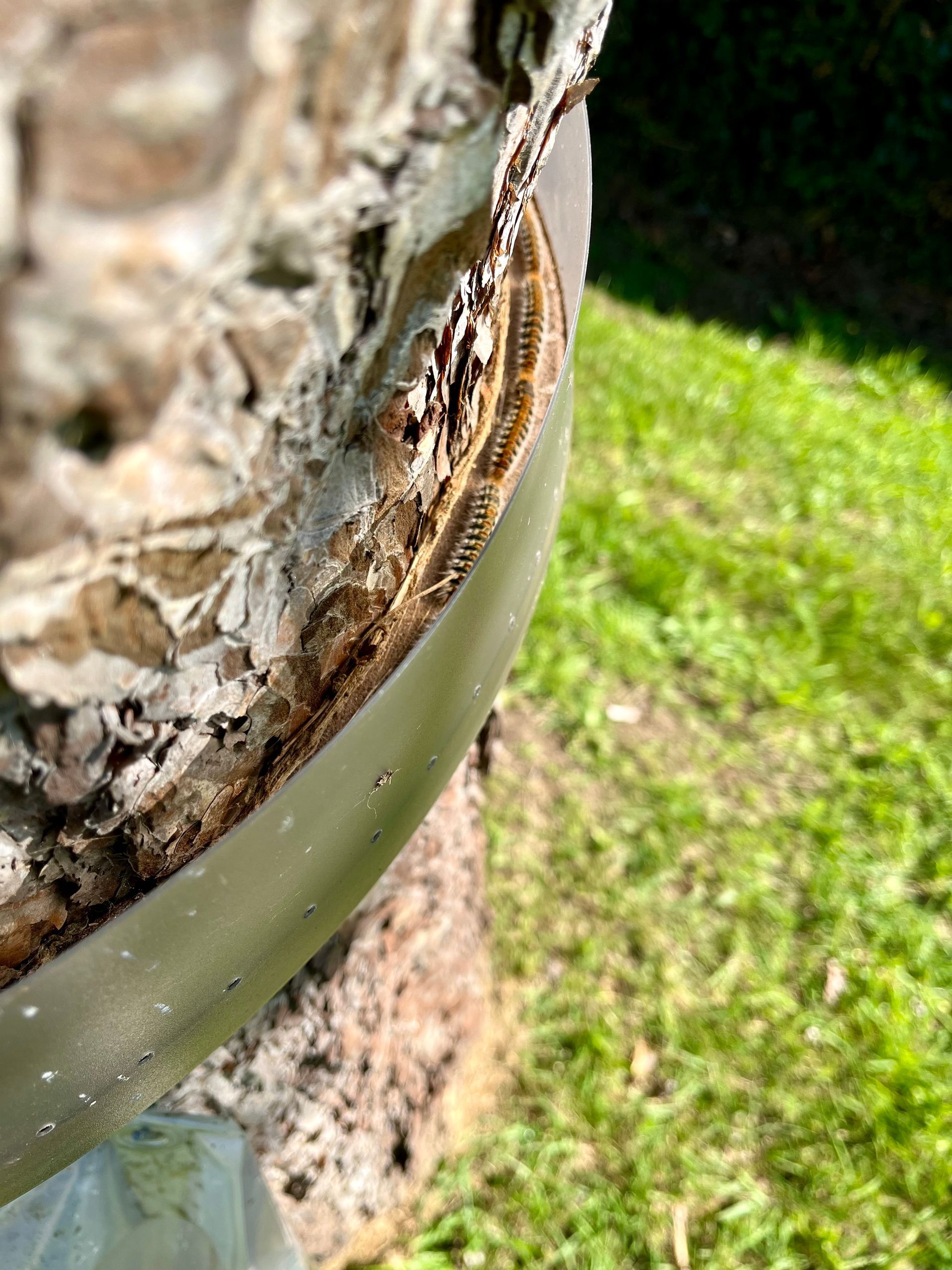 Chenilles processionnaires du pin piégées dans un collier Ecopiège La Mésange Verte