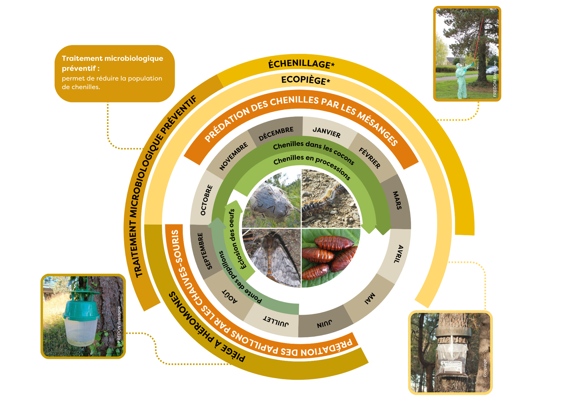 cycle biologique de la chenille processionnaire du pin