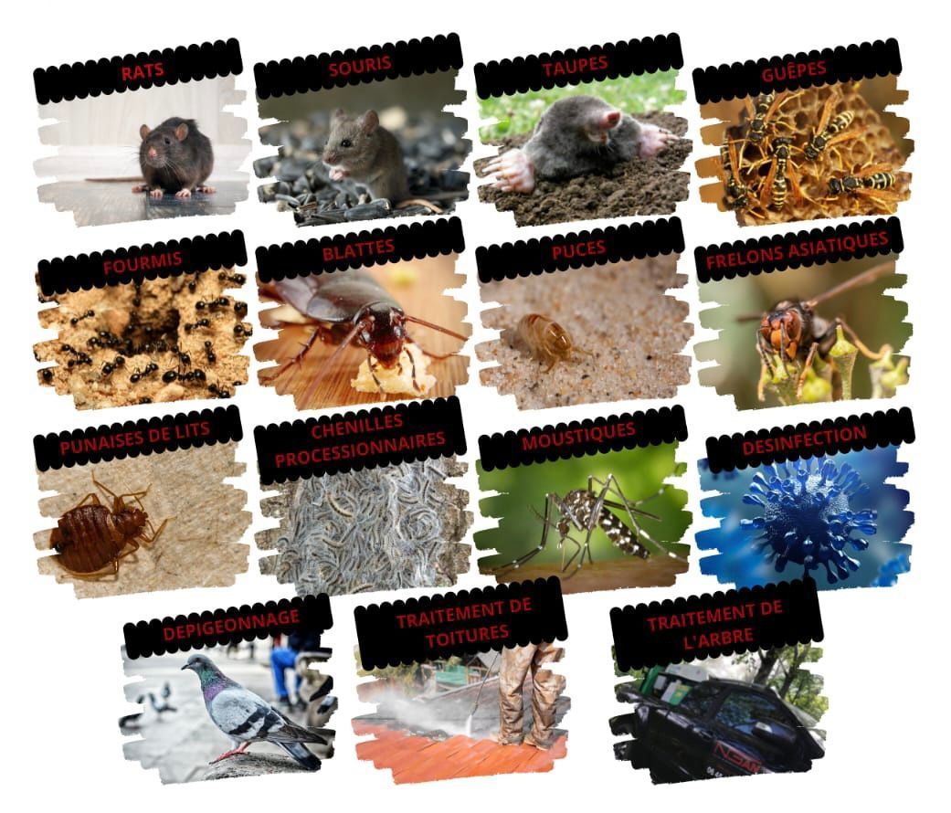 NGAN 22 liste des nuisibles traités par NGAN Côtes d'Armor