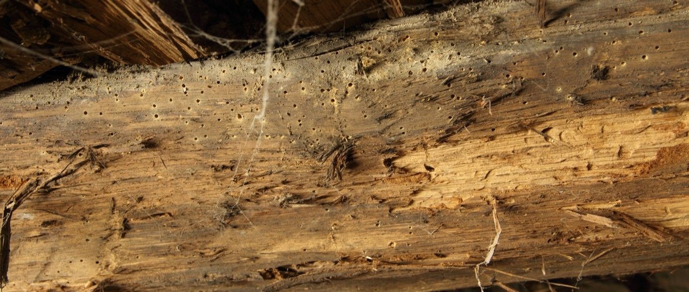 bois attaqué par de la vrillette