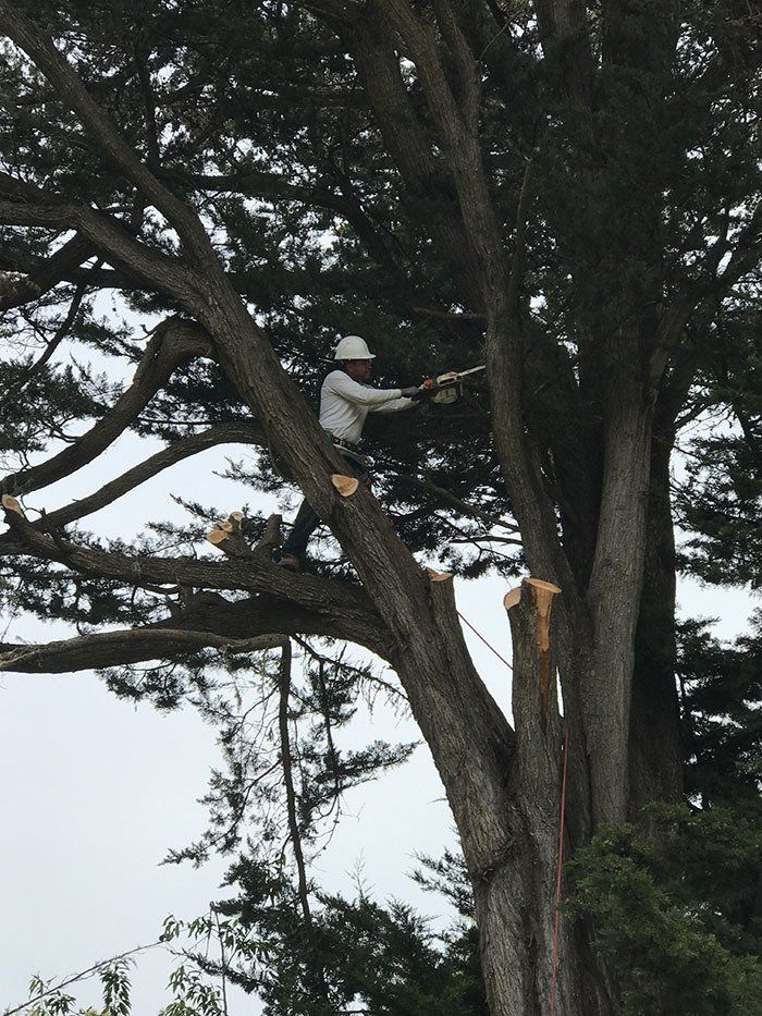 Arborist Tree Trimming — Belmont, CA — ASG Complete Landscape