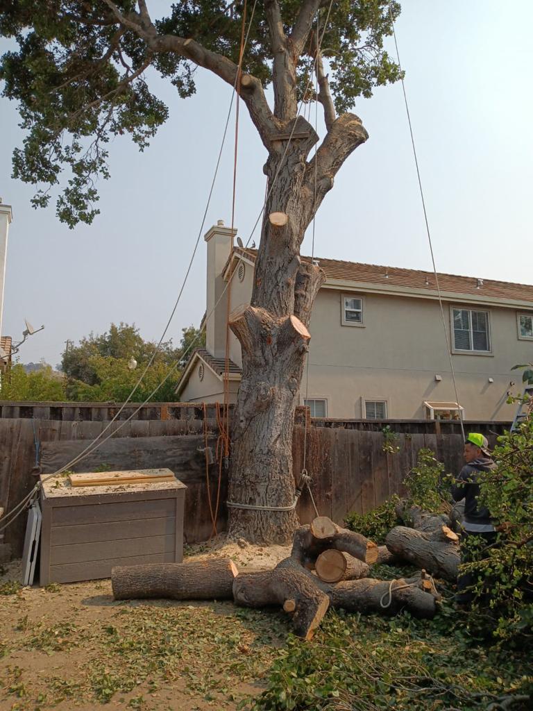 Trimming Big Tree Branch — Belmont, CA — ASG Complete Landscape Trimming Big Tree Branch — Belmont, CA — ASG Complete Landscape