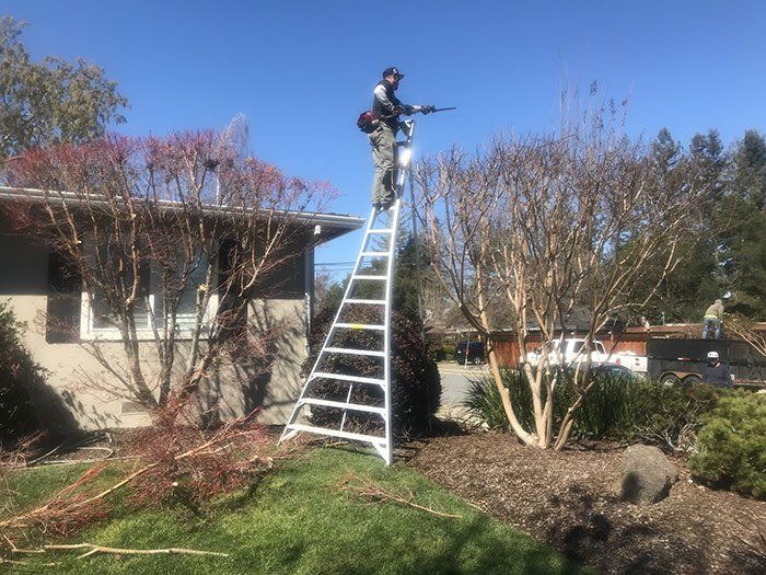 Tree Pruning — Belmont, CA — ASG Complete Landscape