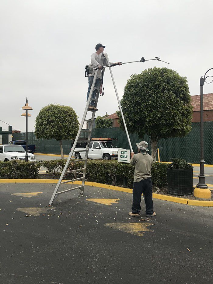 Tree Trimming — Belmont, CA — ASG Complete Landscape