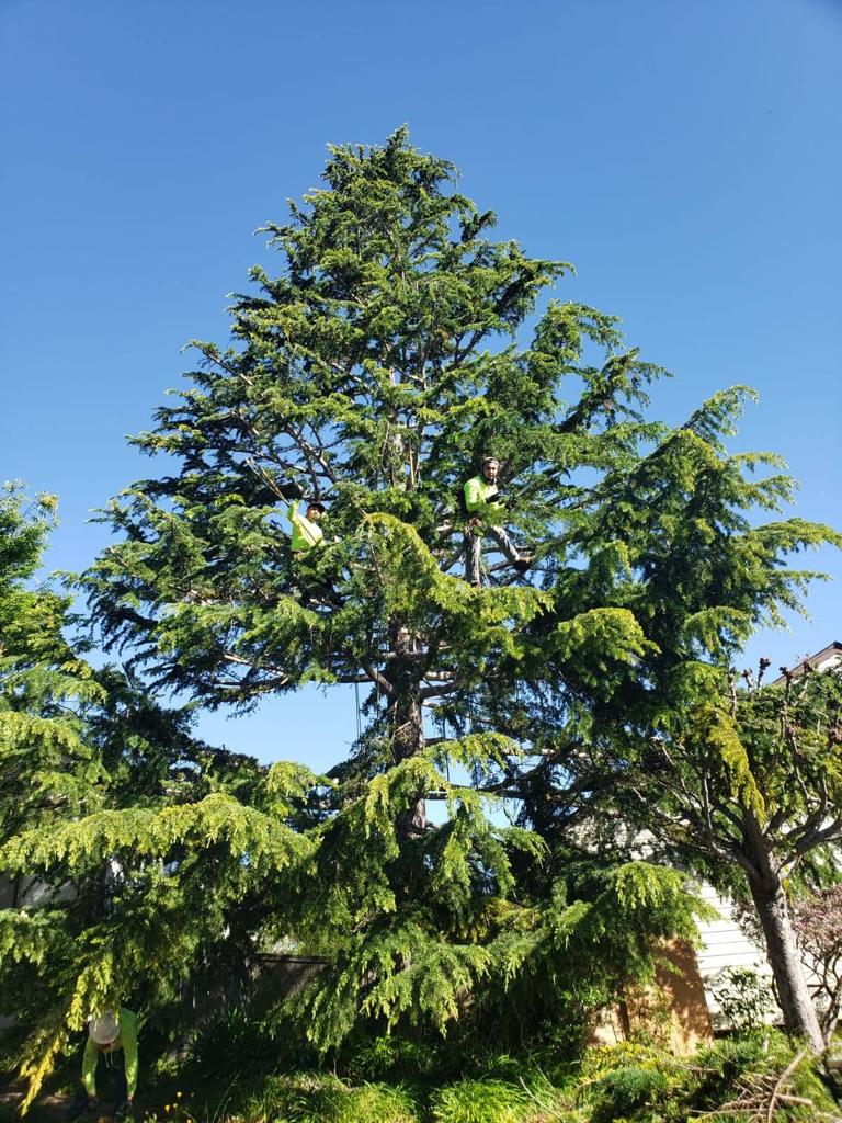 Tree Trimming — Belmont, CA — ASG Complete Landscape Tree Trimming — Belmont, CA — ASG Complete Landscape