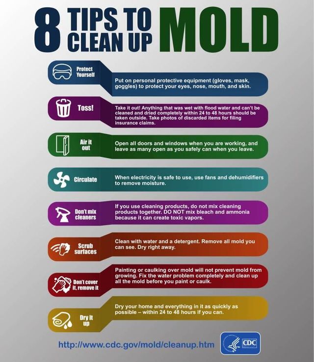 Image result for Top Mold Remediation Tips infographics