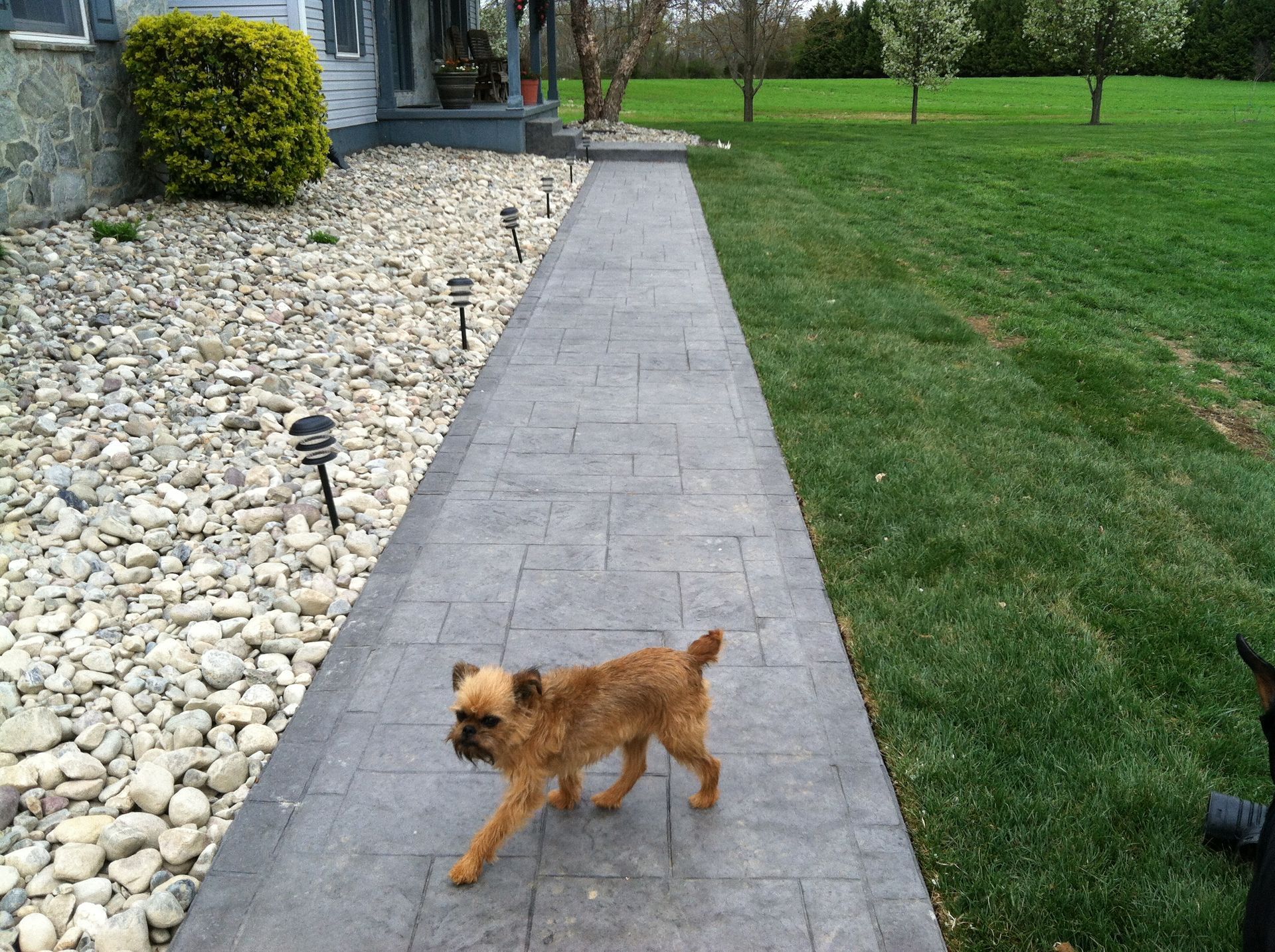 a small dog walking down a  stamped concrete sidewalk in front of a house