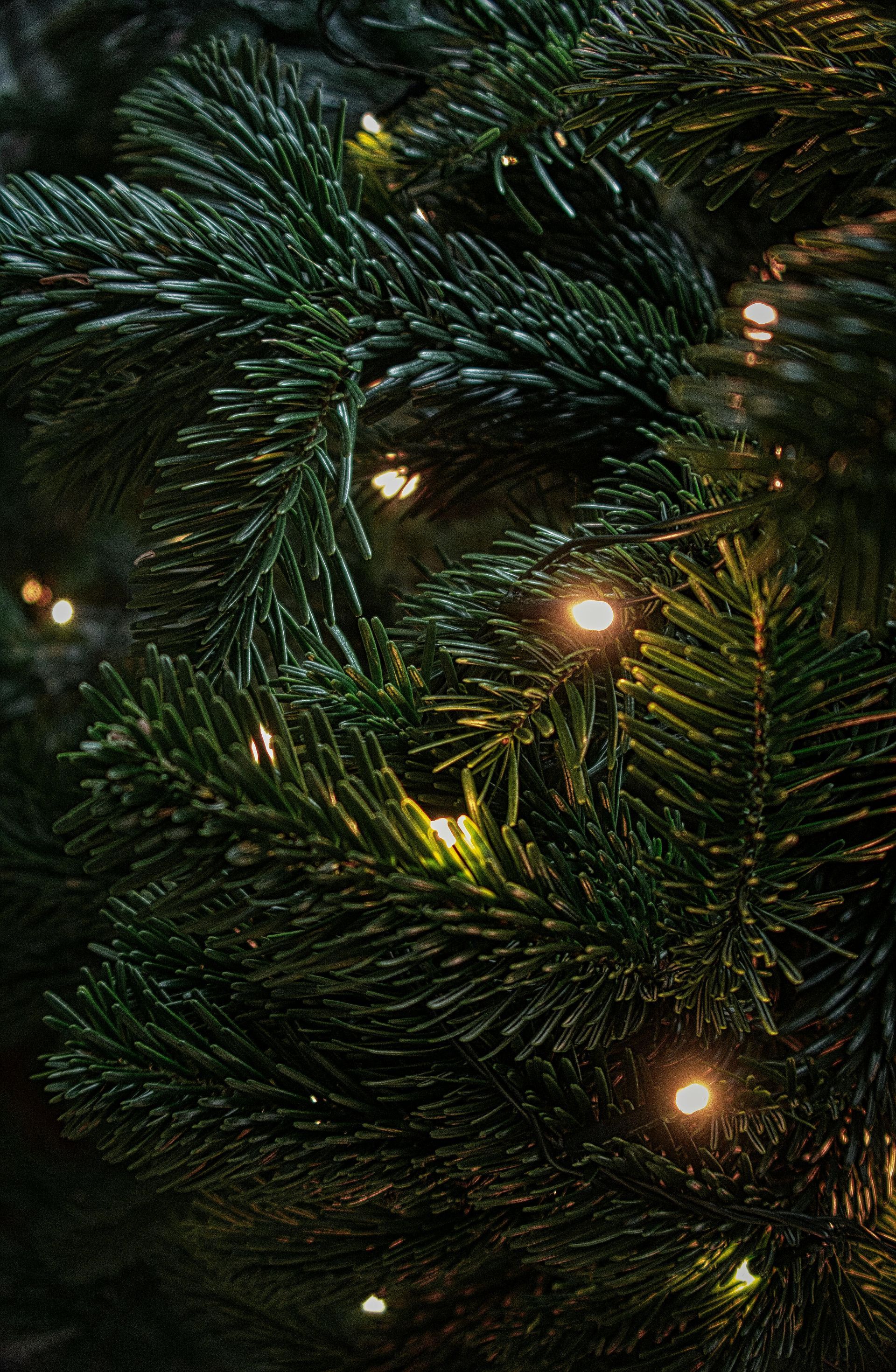 A close up of a christmas tree with lights on it.