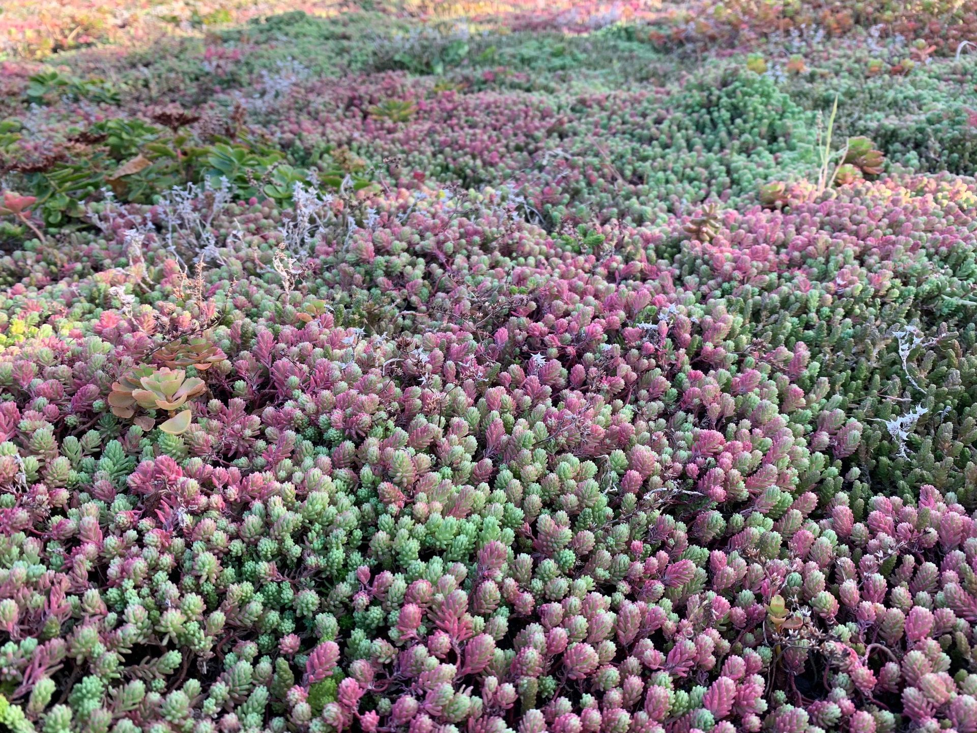 Extenzívna zelná strecha, záhradný domček