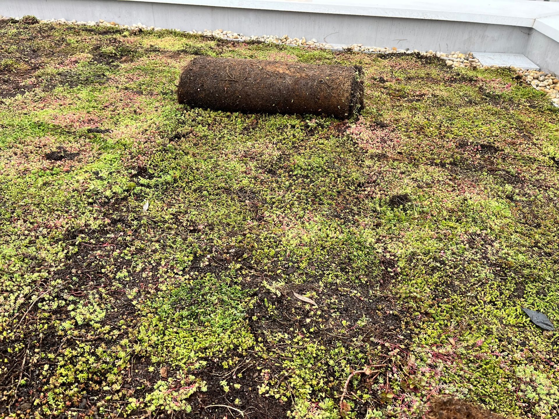 Extenzívna zelná strecha, Myslava