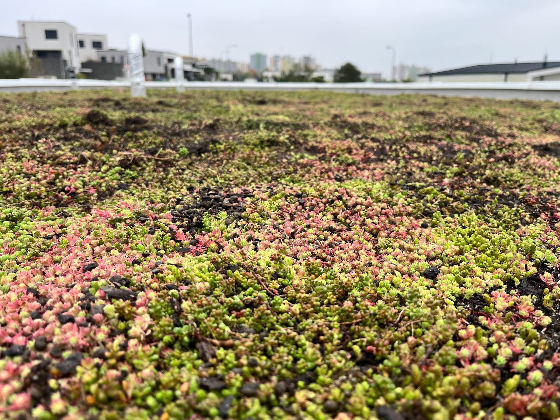 Extenzívna zelená strecha, Myslava