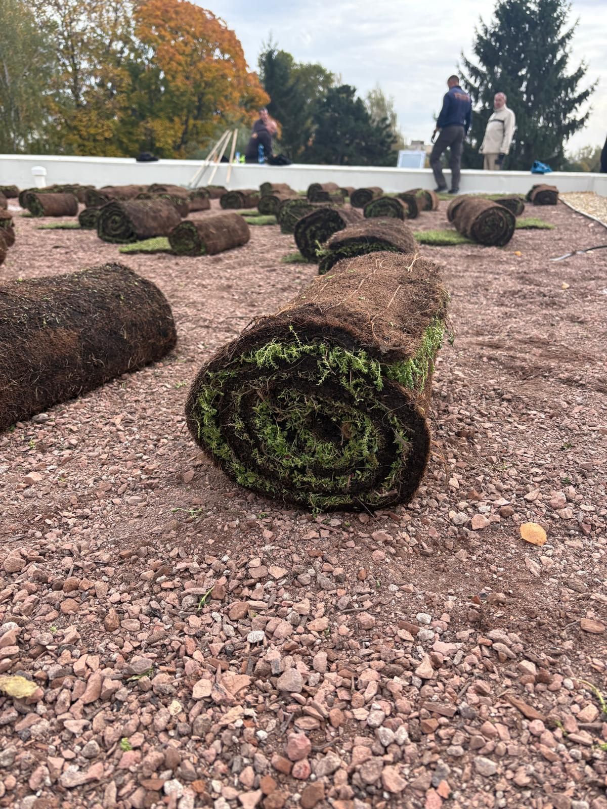 Extenzívna zelená strecha