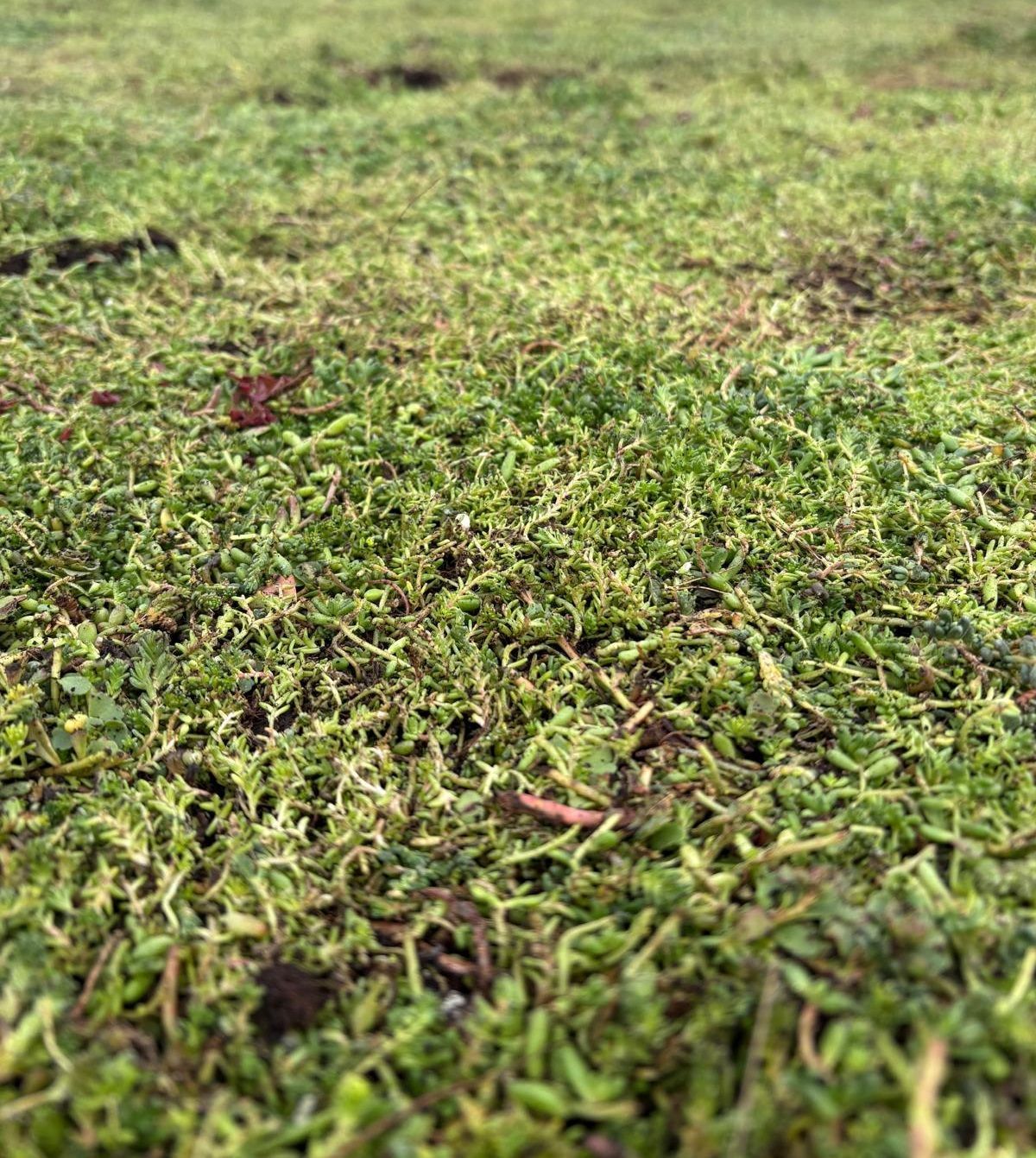 Extenzívna zelená strecha