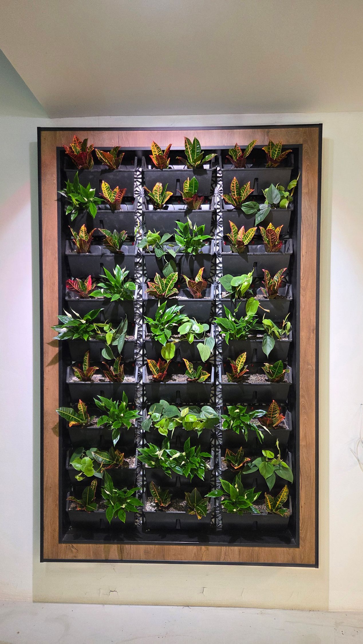 Revitalizácia zelenej interiérovej steny - stav po