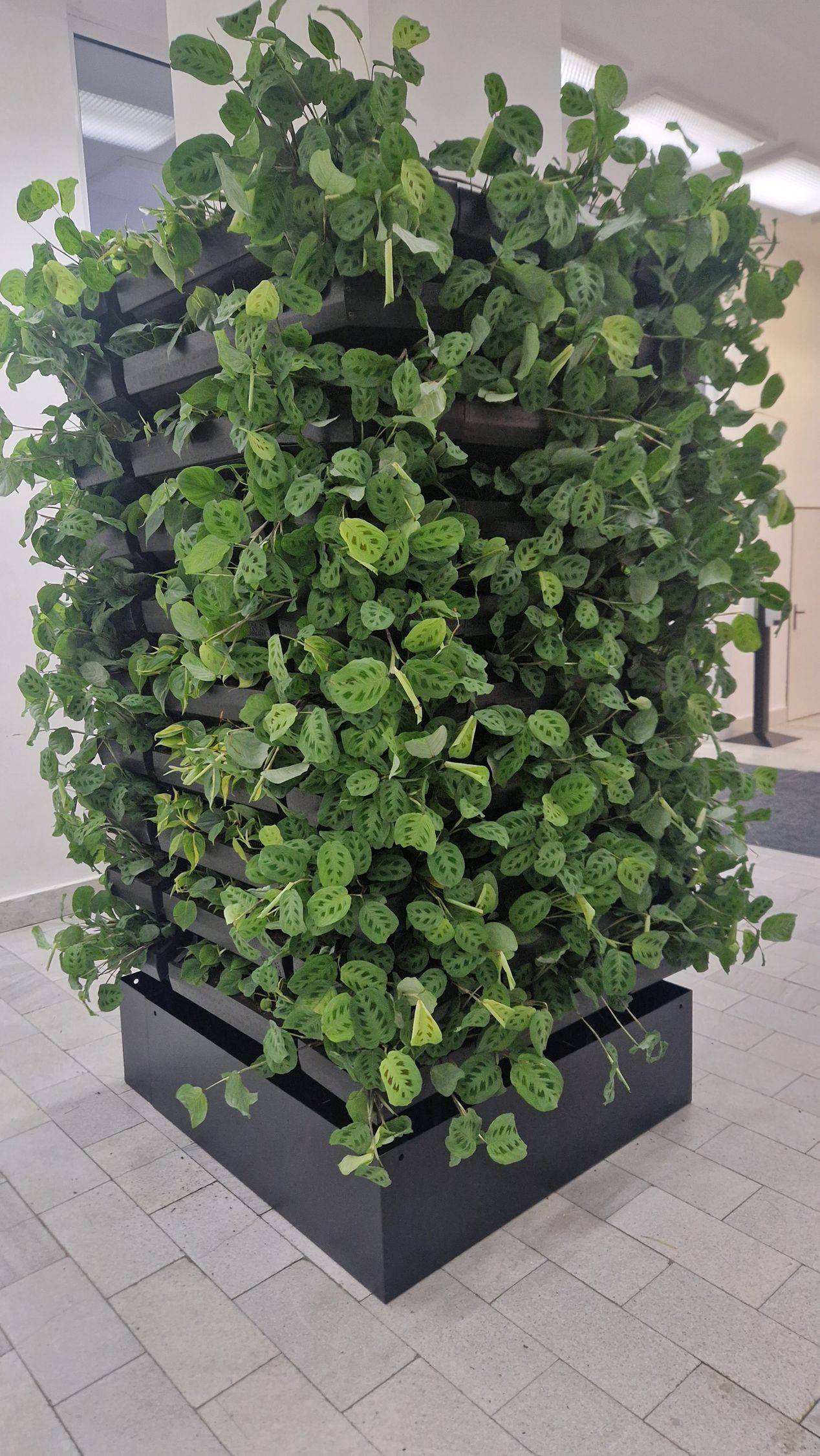 Zelená stena v interiéri - TUKE