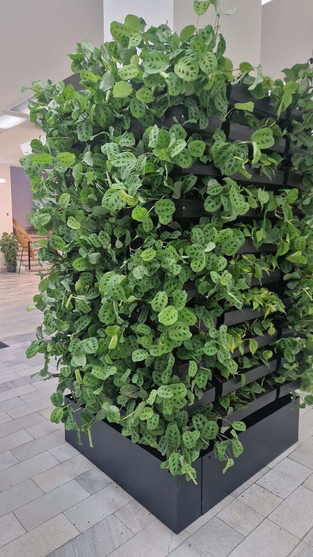 Zelená stena v interiéri - TUKE