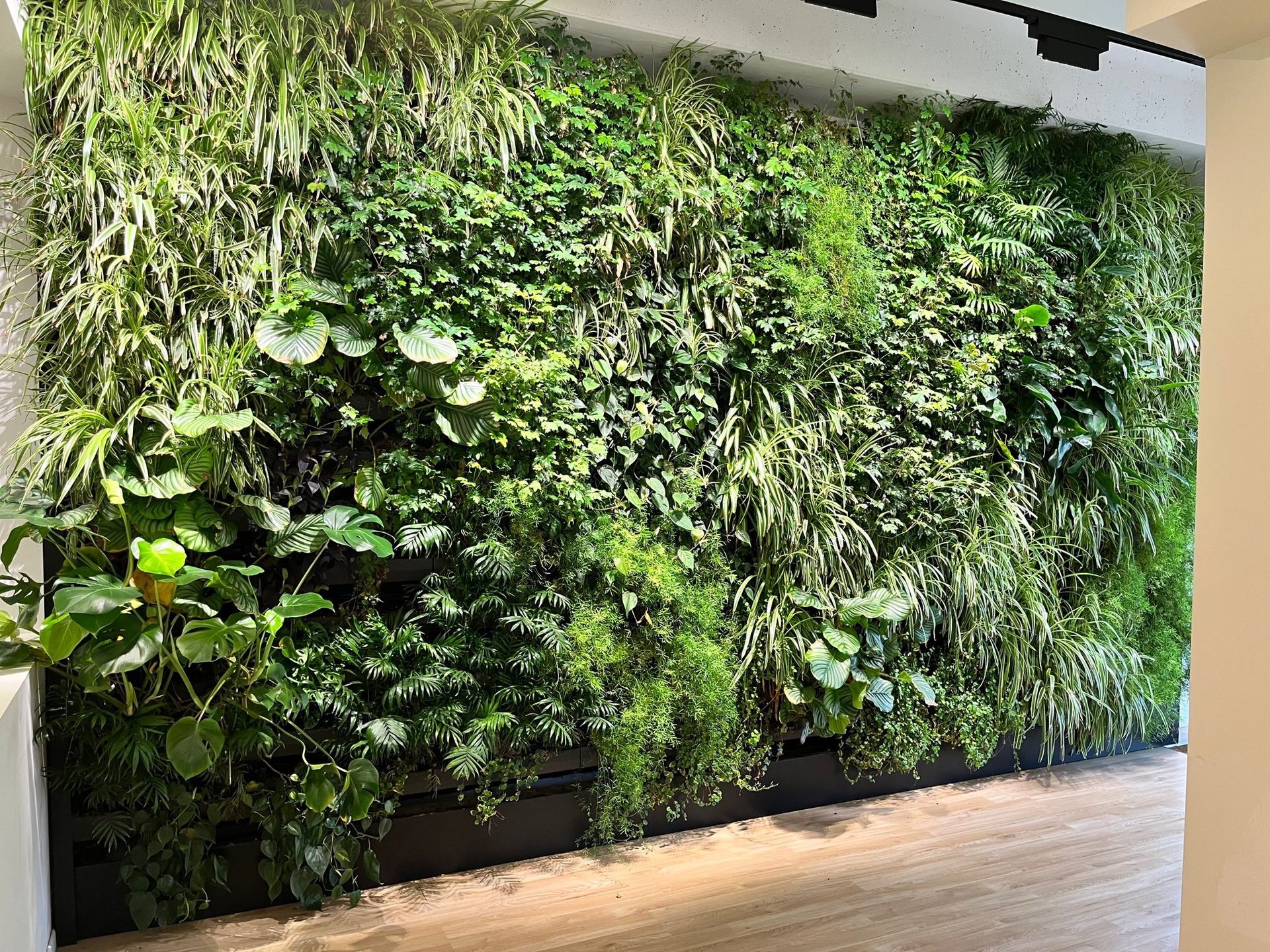 Čo je zelená stena