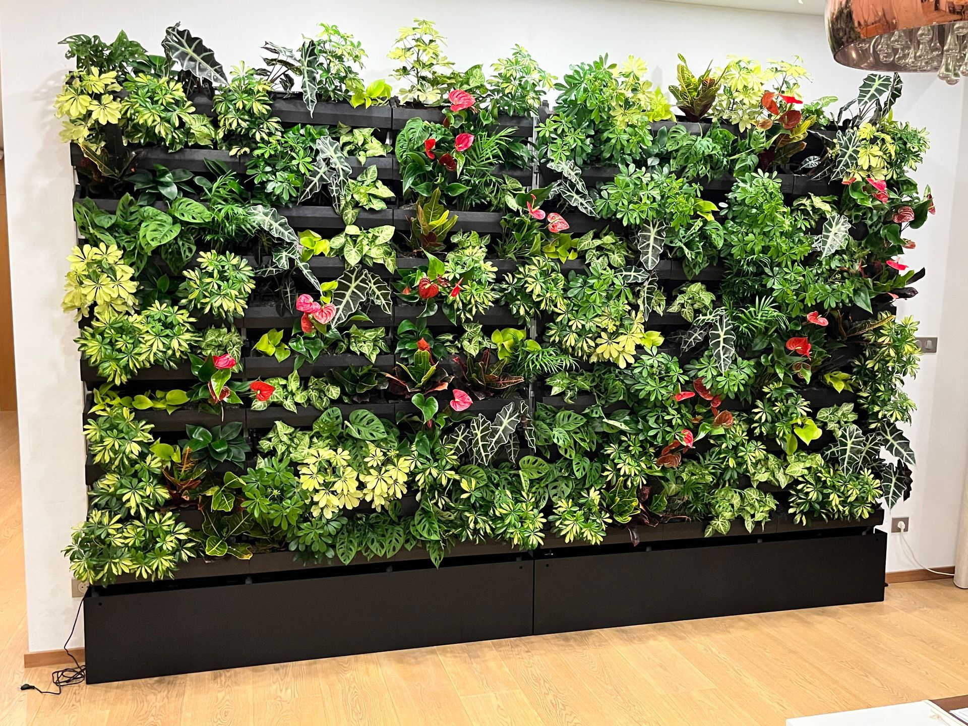 Zelená interiérová stena, Kráľovský Chlmec