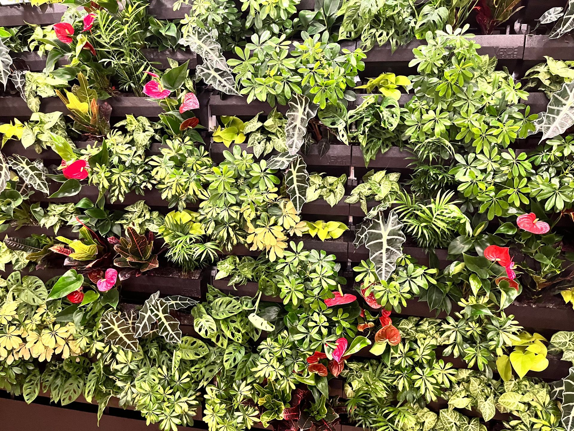 Zelená stena, RD Chlmec