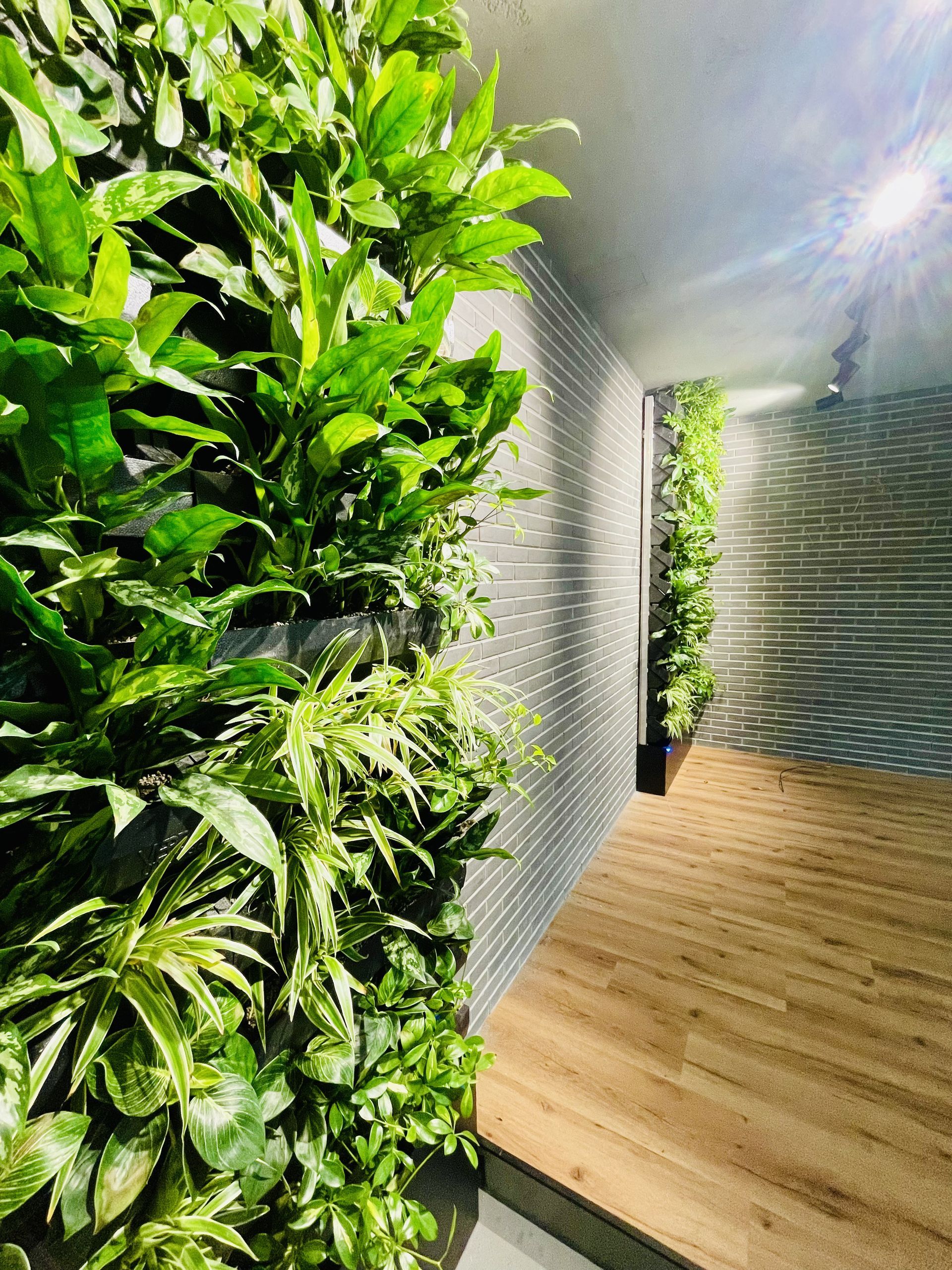 Zelená interiérová stena v showroome BCK, Košice