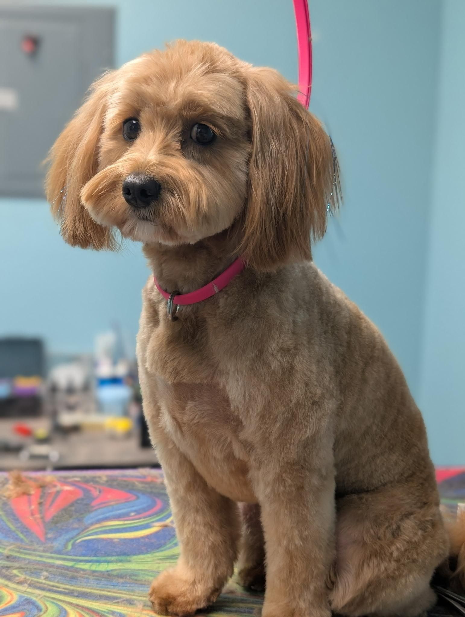 Tan-colored dog with a pink collar sitting. It has a fresh haircut, inside a grooming shop.