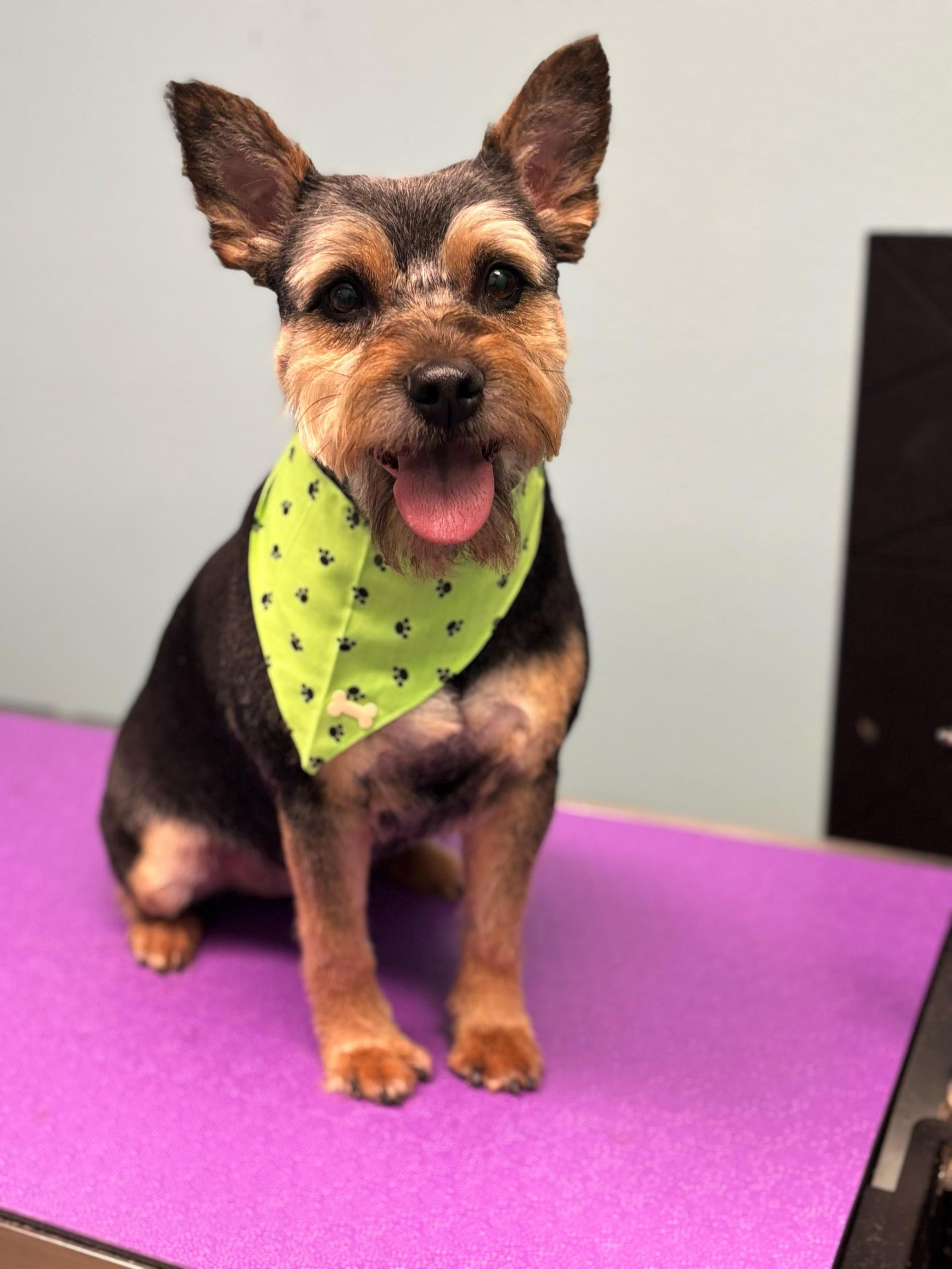 Yorkshire Terrier mix dog with a green bandana smiles on a purple surface.
