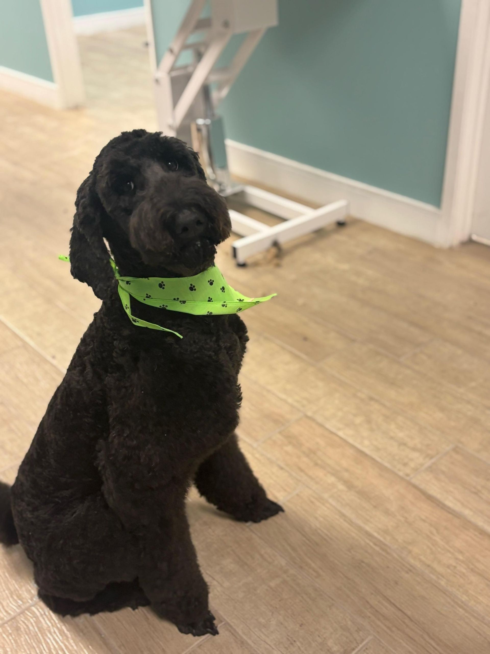 Black poodle with green bandana sits on wood floor, looking up.
