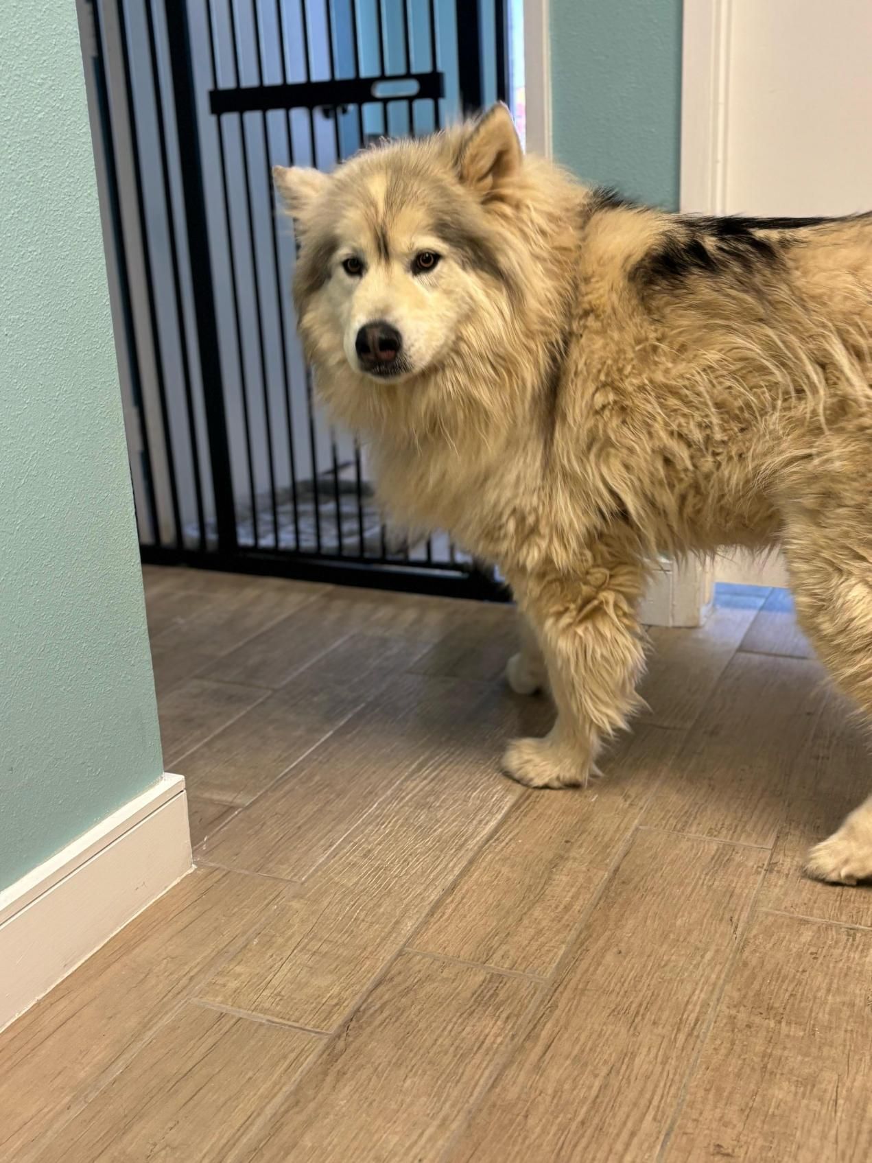 Fluffy, light brown and black dog standing on wood floor, looking toward the camera near a gate and wall.