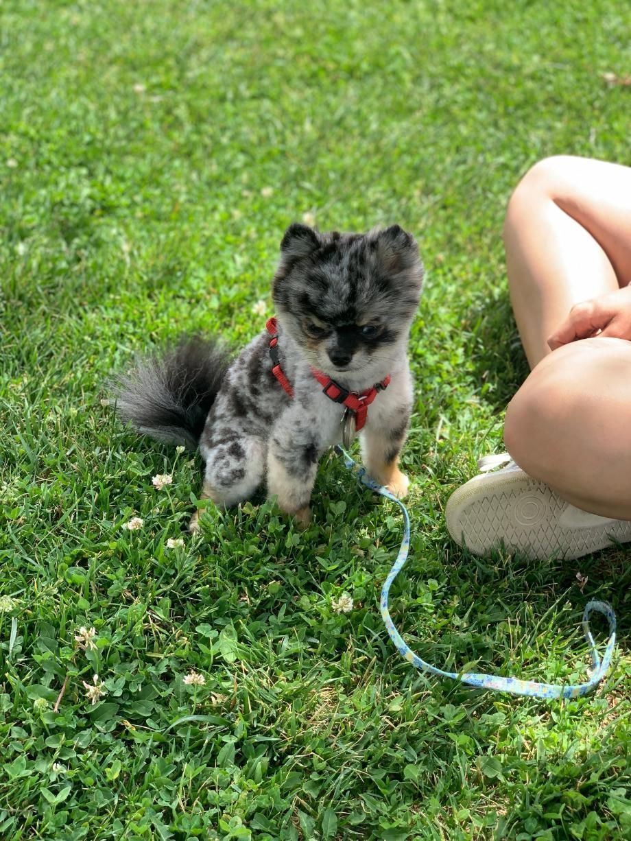Small, speckled dog with a red harness on green grass, held on a leash near a person's legs.