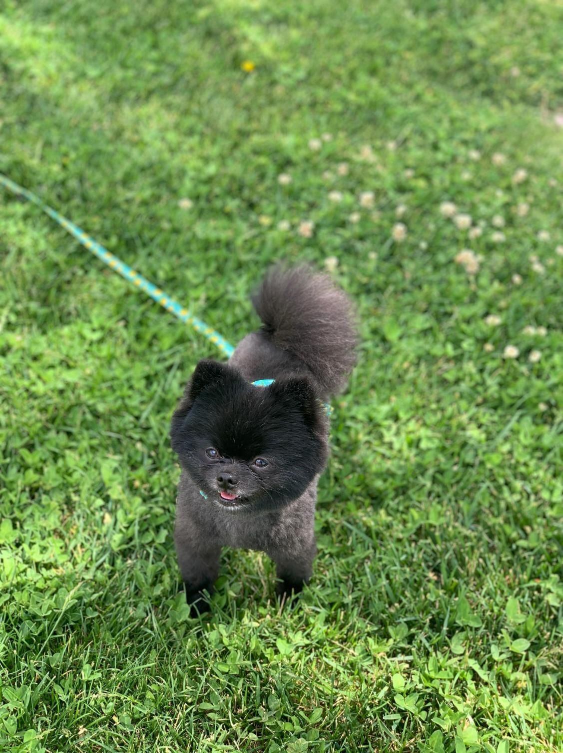 Black Pomeranian dog on green grass, looking at the camera.