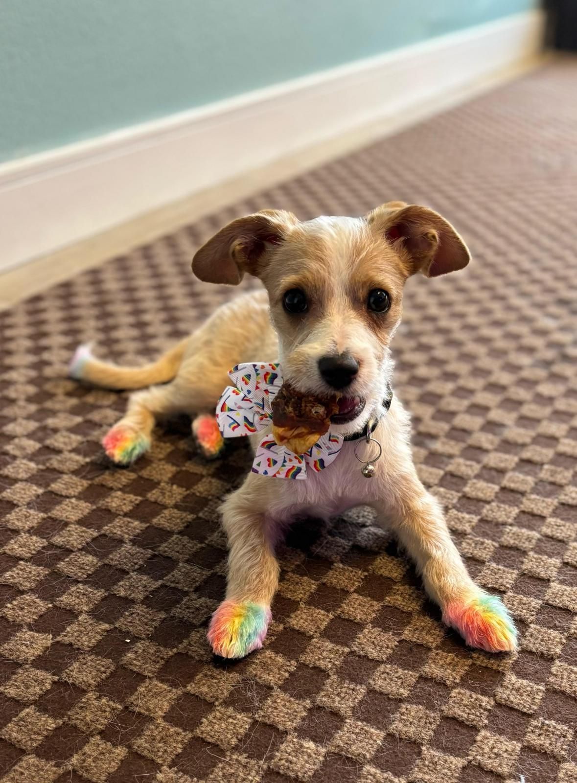 Tan and white dog with rainbow paws, a treat in its mouth, on a patterned floor.
