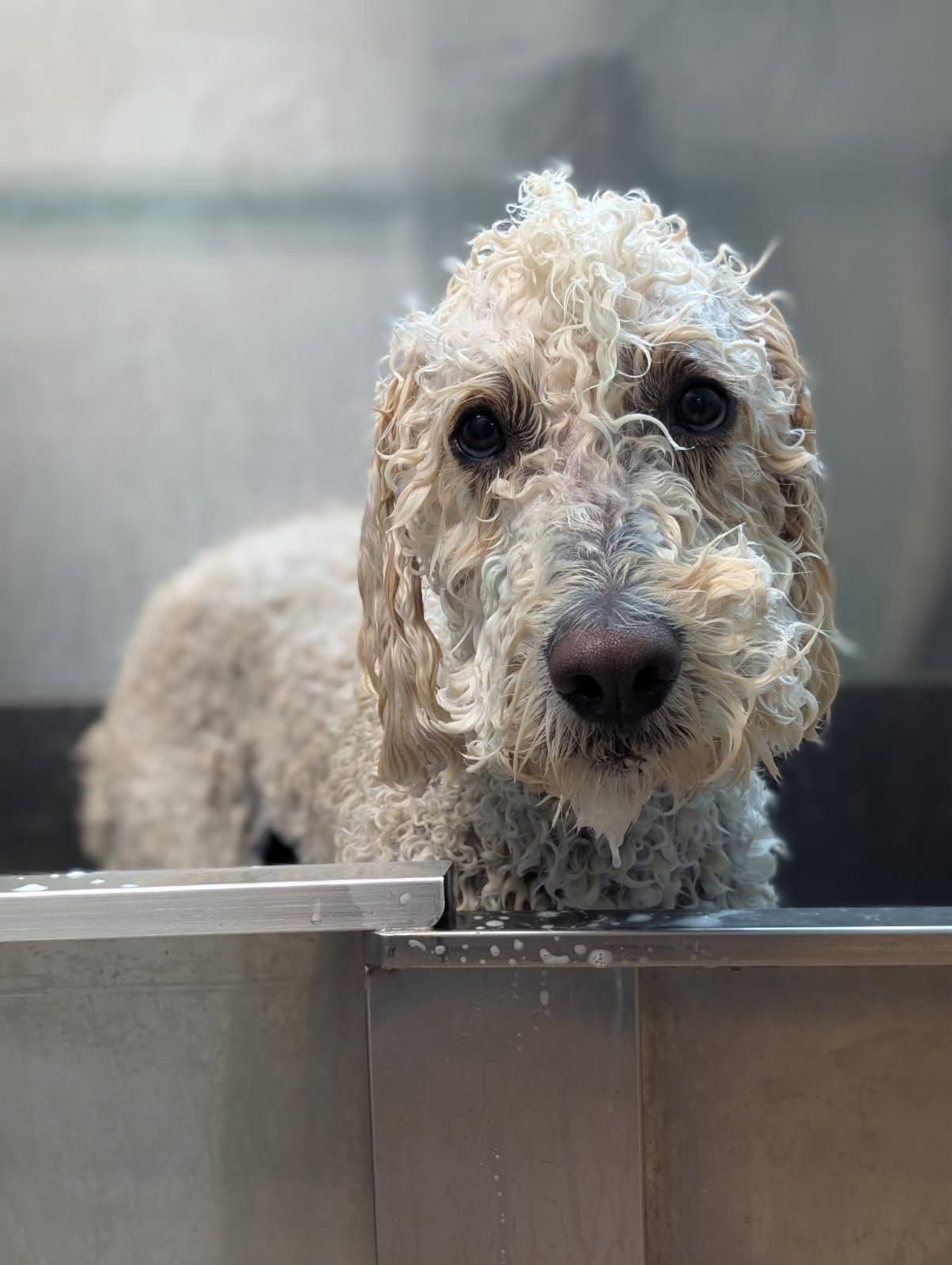 Wet, golden-colored dog in a stainless steel tub.  Sad expression; curly fur plastered to head.