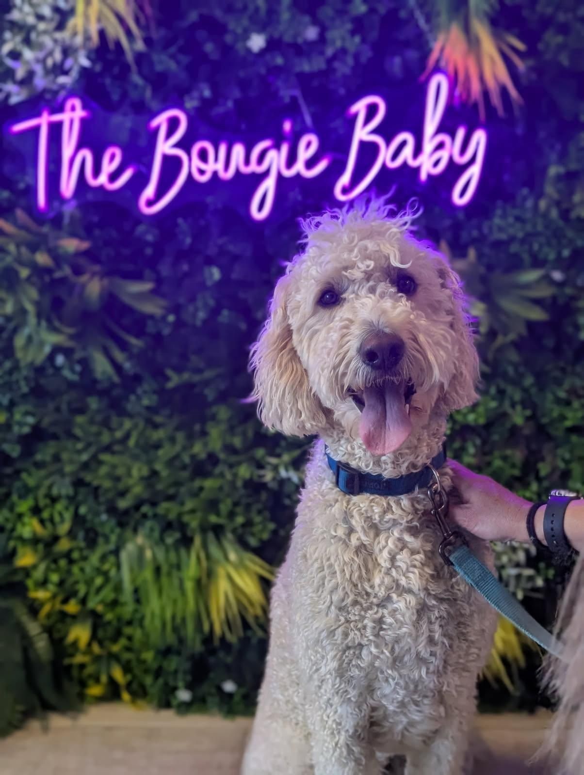 Smiling golden doodle in front of a neon sign reading 
