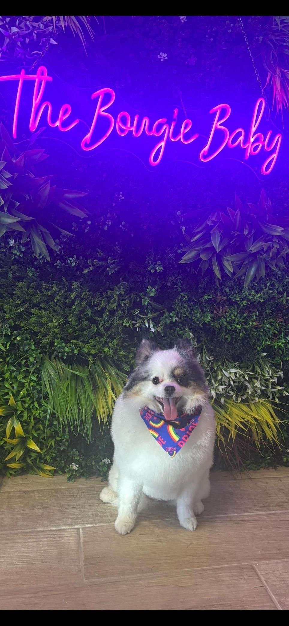 A dog wearing a bandana sits under a neon sign that reads, 