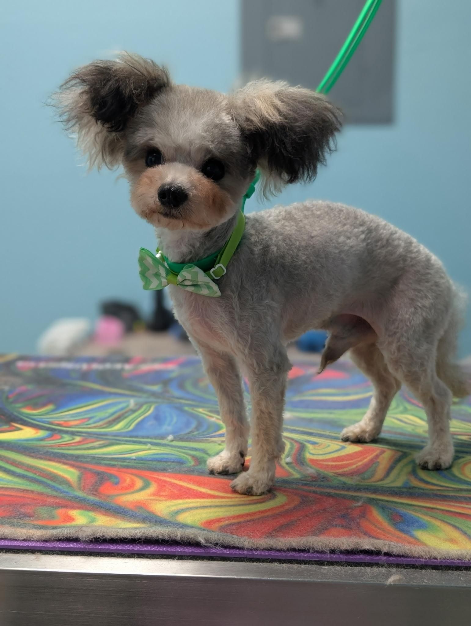 Small gray dog with large fluffy ears and a green bow tie, standing on a patterned surface.