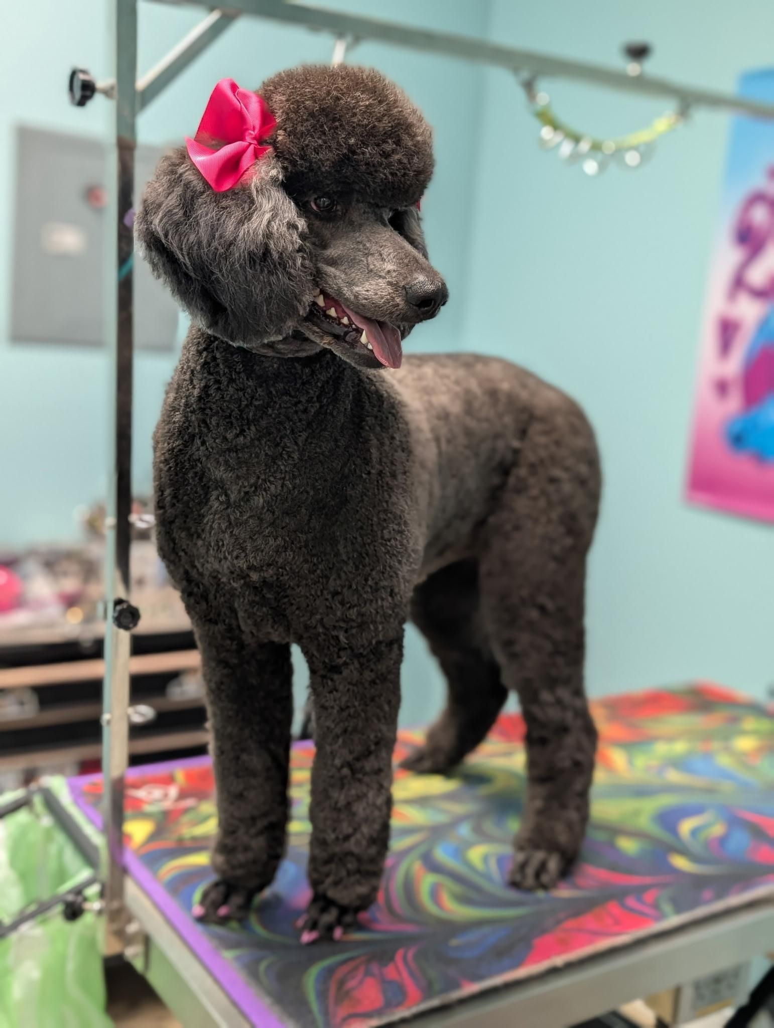 Black poodle with a pink bow, standing on a grooming table, looking to the side.
