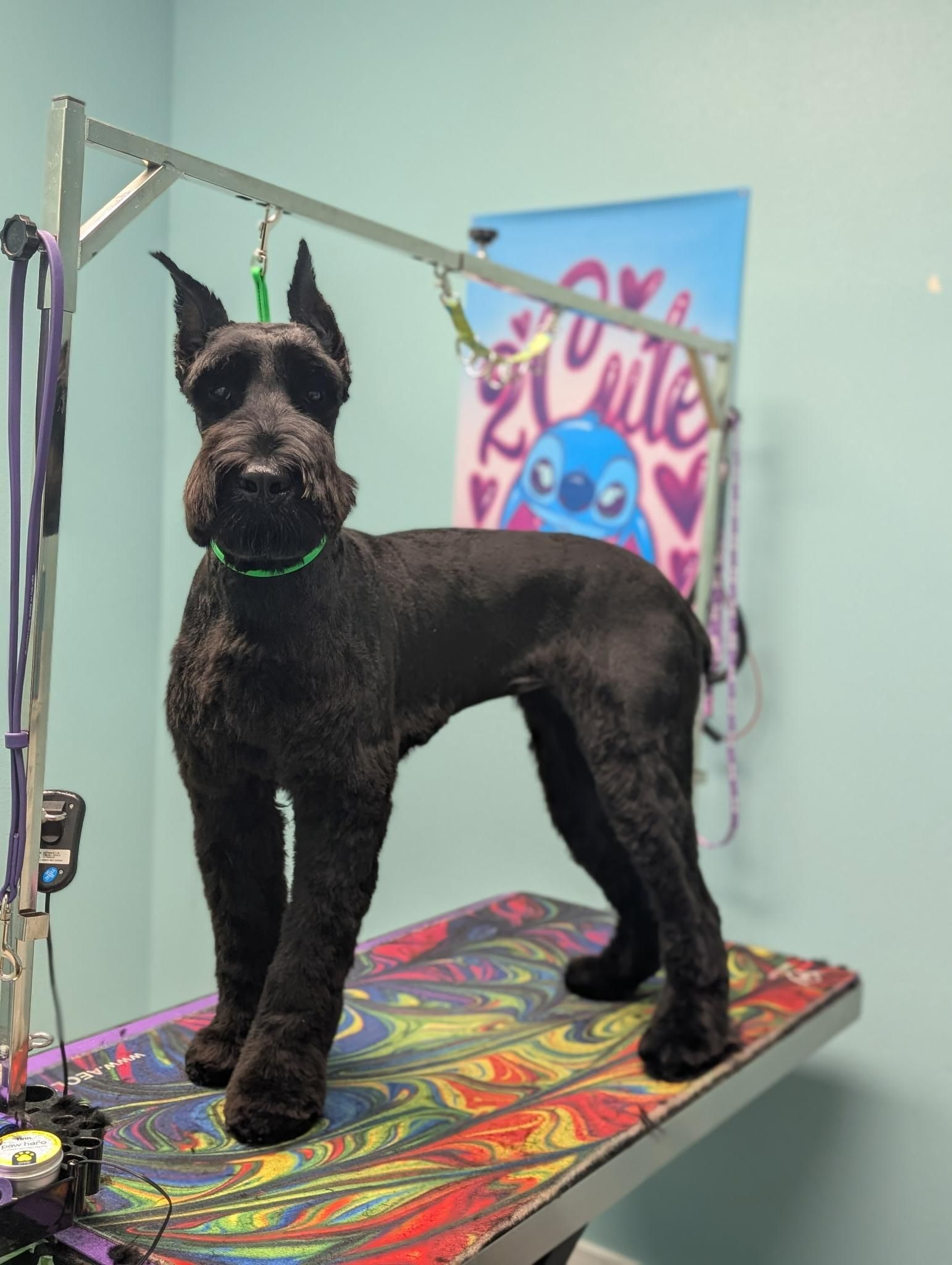 Black Schnauzer standing on a grooming table with a colorful design, grooming tools and a Stitch backdrop.