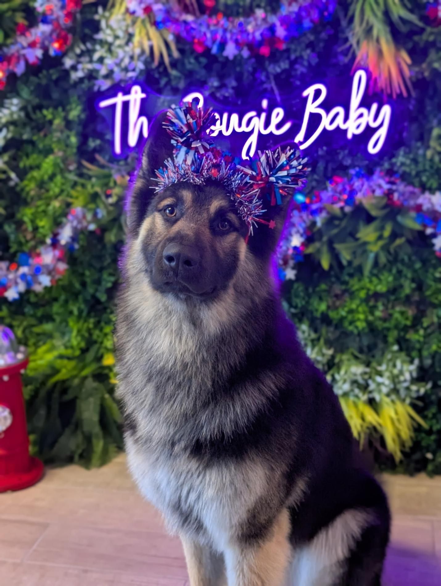 German Shepherd dog wearing a festive crown, with 