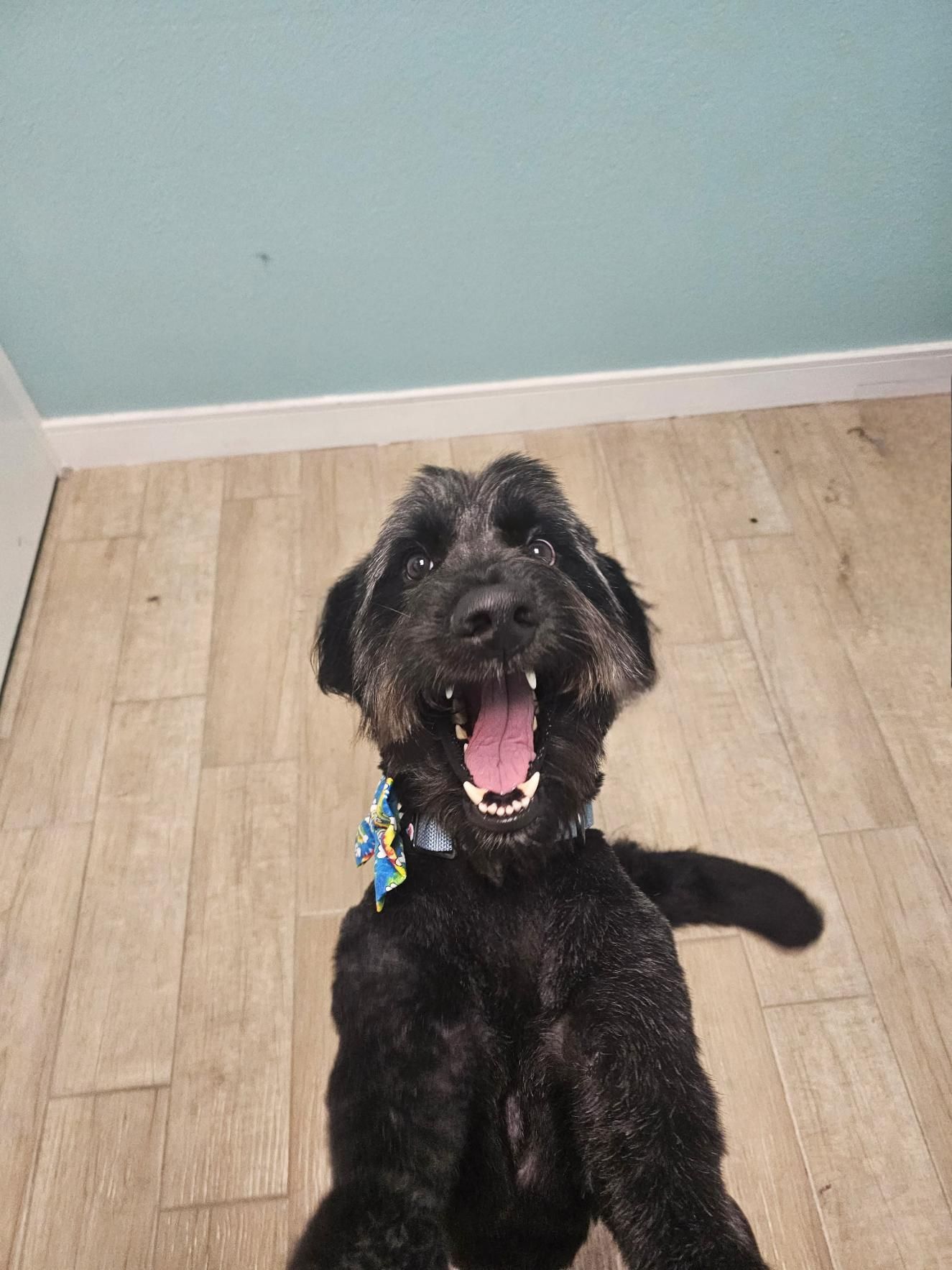 Happy black dog with open mouth, wearing a blue patterned collar, standing on wooden floor.