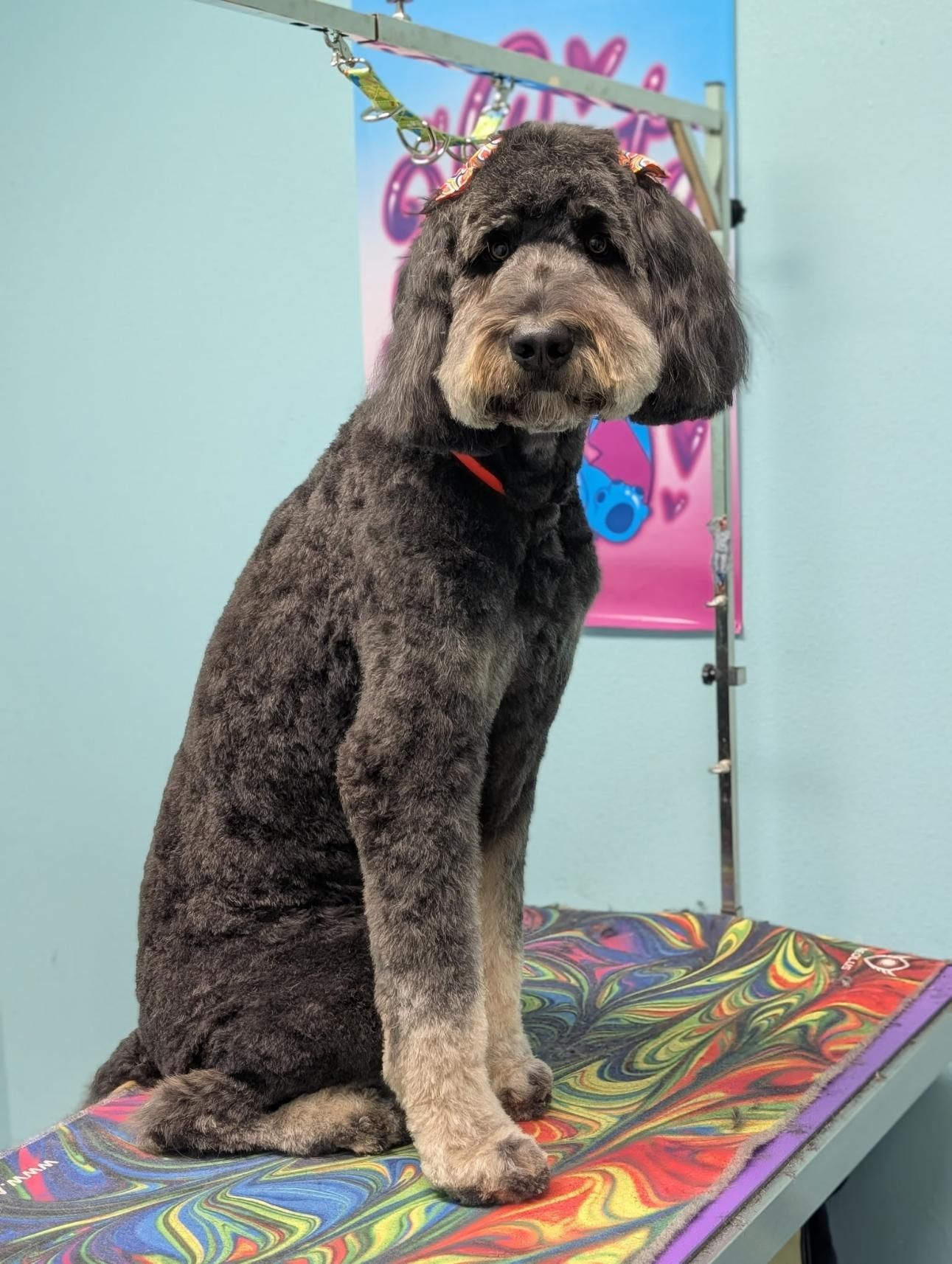 Black and tan poodle sits on a grooming table, wearing an orange collar and bow.