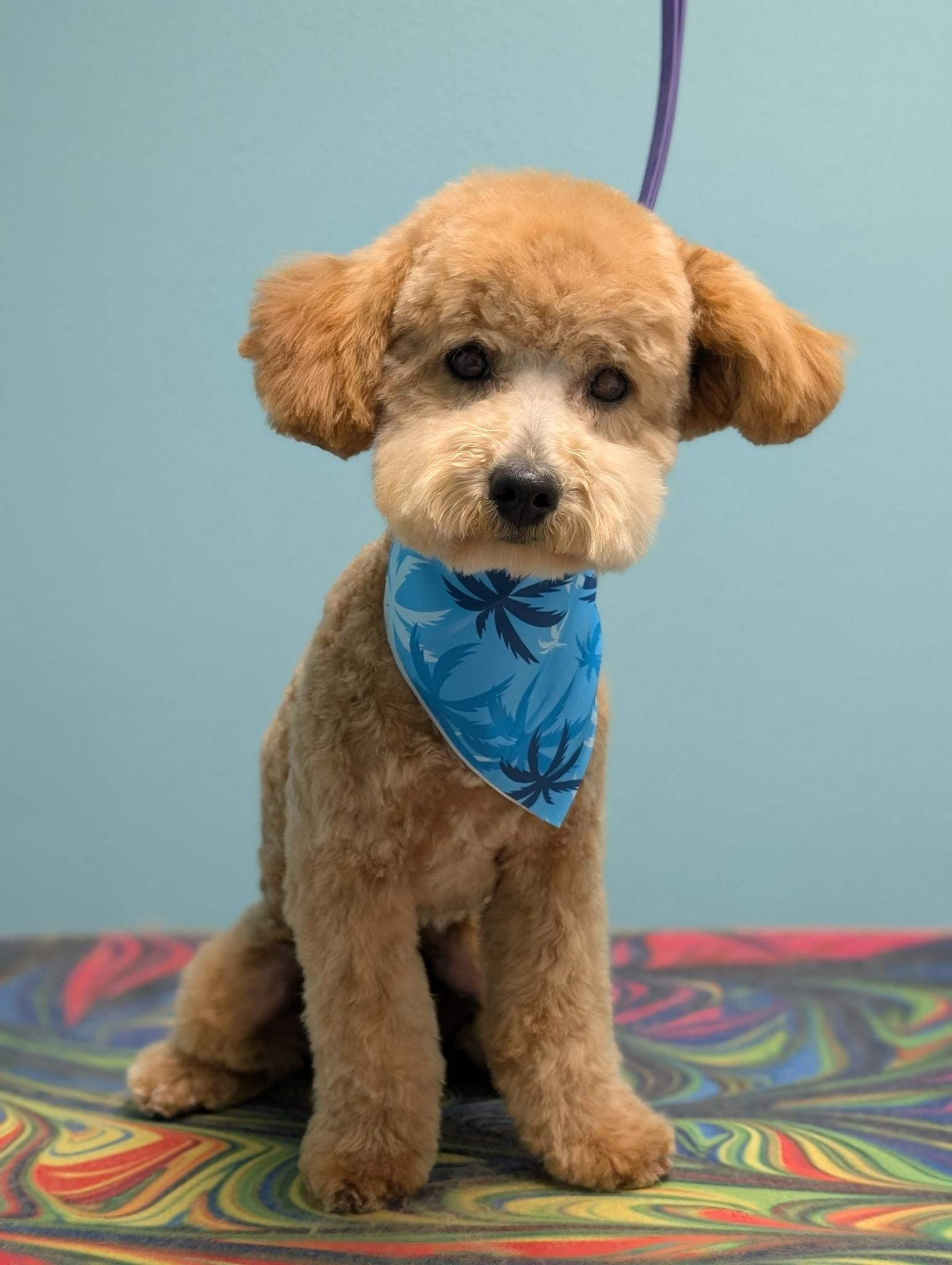 Tan poodle with blue bandana sitting on colorful surface, looking at viewer.