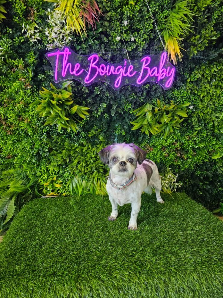Dog with brown and white fur, stands on artificial turf, below 