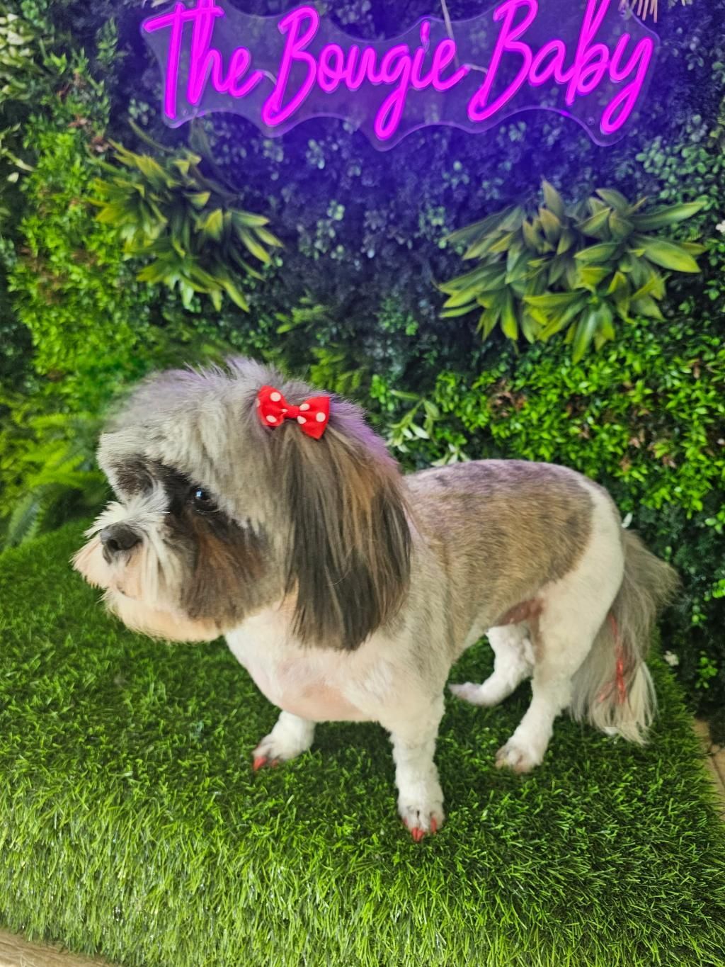 Shih Tzu with a bow and painted nails stands on artificial turf under a 