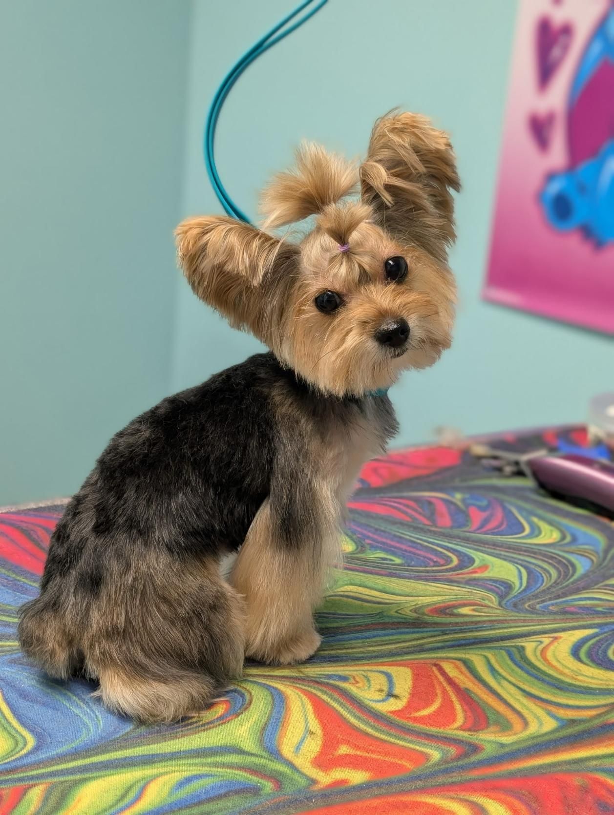 Yorkshire Terrier with groomed coat, posed on patterned surface, blue leash attached.