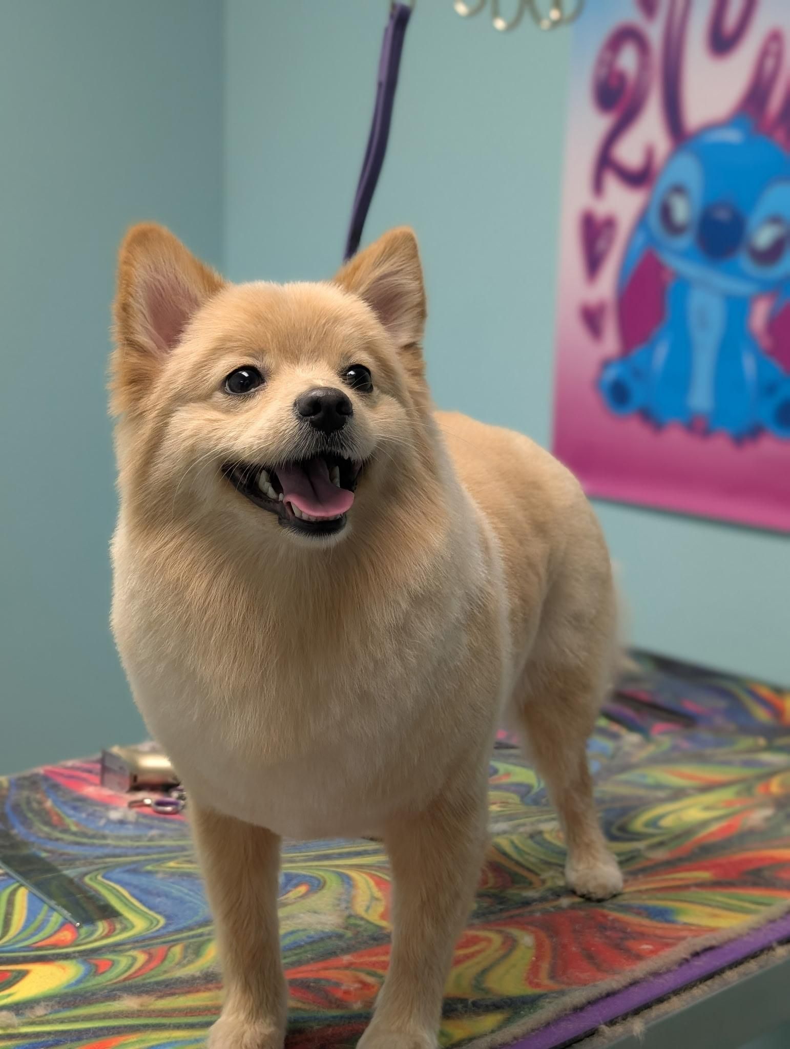 Tan Pomeranian dog standing on grooming table, looking happy. Blue background, Stitch poster.