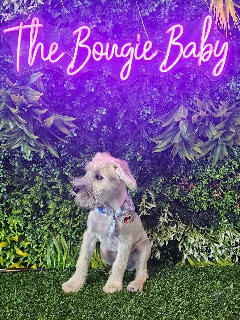 Dog with a stylish collar sitting on grass in front of greenery and a 