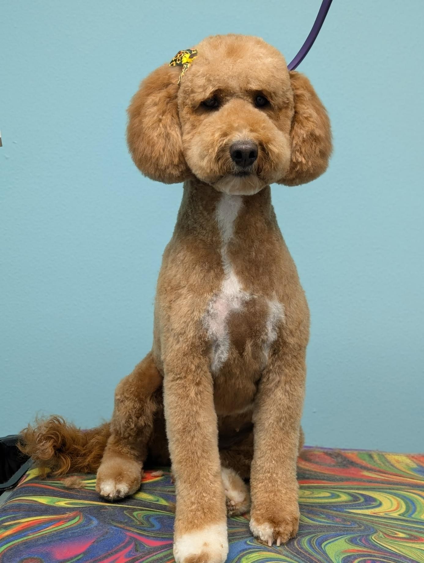 Brown poodle with a teddy bear cut, sitting and facing forward.