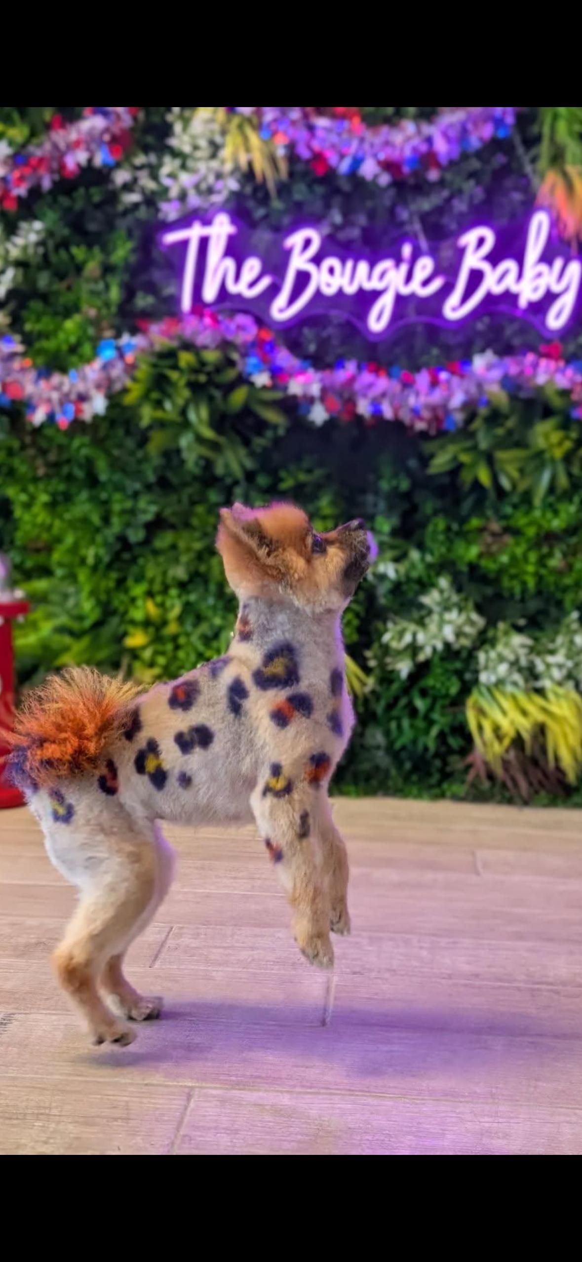 Dog with leopard print fur, standing in front of a neon sign that says 