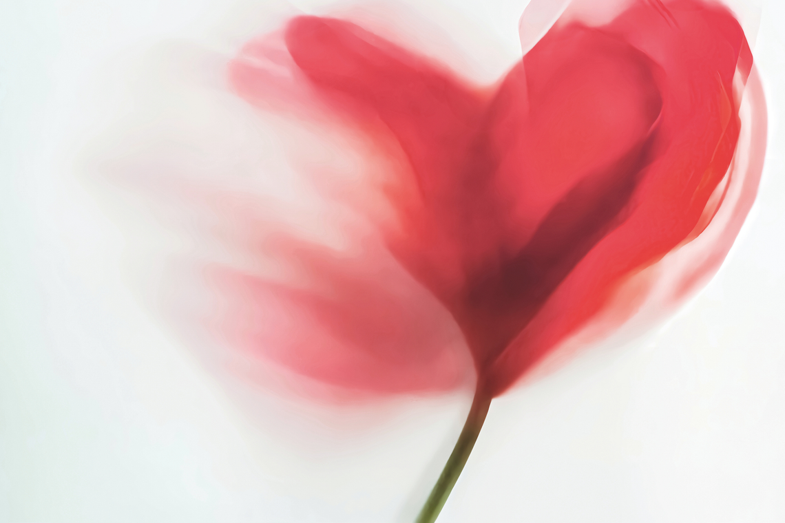 Fiore rosso con petali sfocati, su sfondo bianco.